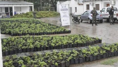 Algunos de los plantines secuestrados en el departamento de La Caldera.