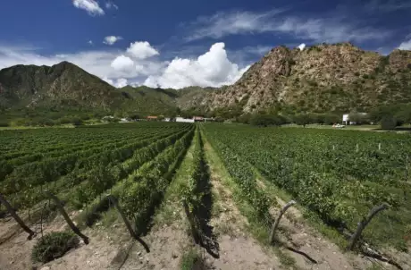 Varios departamentos de Salta superan el límite de 15% de tierras extranjerizadas. Foto: Cuarto