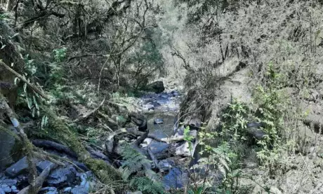  Un juez ordenó detener a una mujer involucrada en la maniobra.