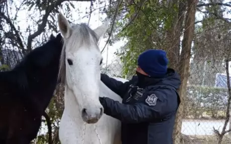  Los caballos sueltos. Foto: Policía de Salta