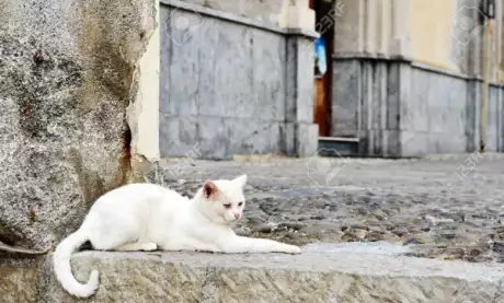  Acuerdan reglas de conducta por maltrato animal. Foto: Ministerio Público Fiscal de Salta