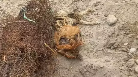  Todo tipo de contaminación sobre las márgenes del emblemático Río Chuscha.