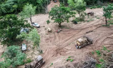  Preocupa la avanzada en los desmontes en la provincia.