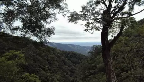  La ley habilitaría el desmonte de más de 700 mil hectáreas.