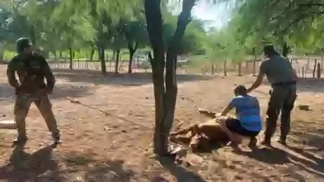 Efectivos de la Policía Rural recuperando un animal robado en Talavera cuyo destino inmediato era una carnicería.